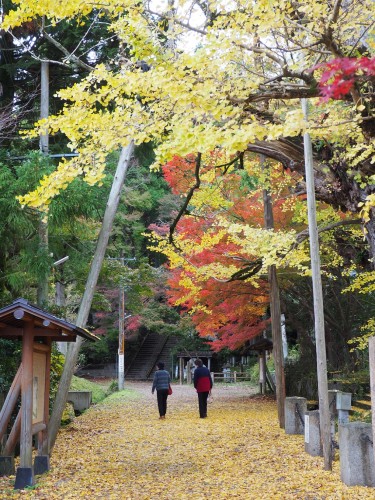 Himi, Mer du Japon, Japon, Temples, Koyo, Automne, Gingko
