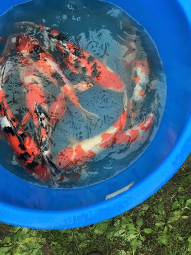 Yamakoshi, écotourisme, agriculture, Japon, Niigata, carpes, koï