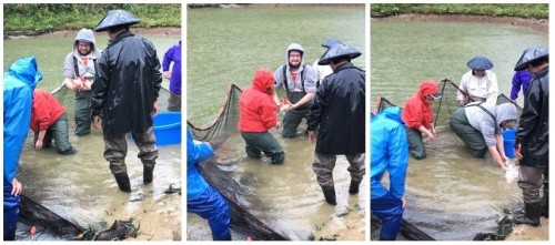 Yamakoshi, écotourisme, agriculture, Japon, Niigata, pêche