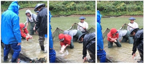 Yamakoshi, écotourisme, agriculture, Japon, Niigata, pêche