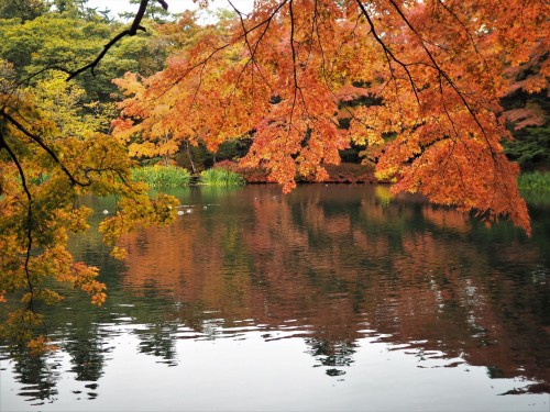 Karuizawa, montagne, nagano, shinkansen, automne, étang kumoba
