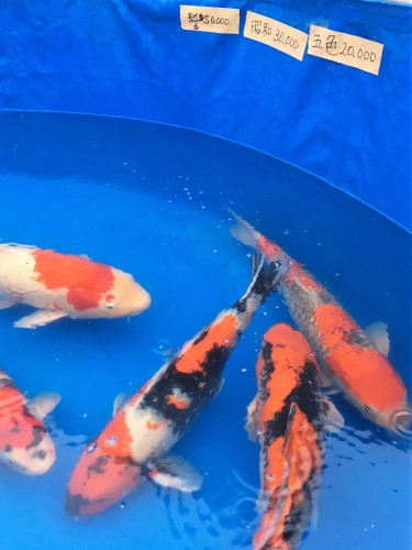 Yamakoshi, écotourisme, agriculture, Japon, Niigata, marché, carpes, koï