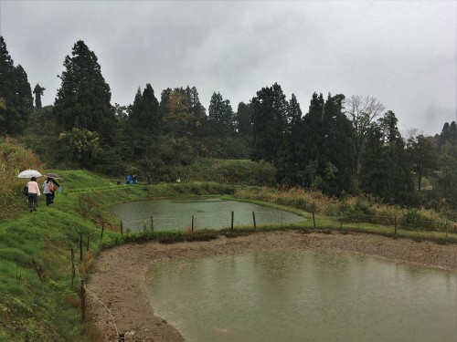 Yamakoshi, écotourisme, rizière, agriculture, Japon