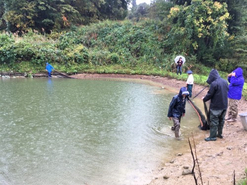 Yamakoshi, écotourisme, rizière, agriculture, Japon, carpes, koï