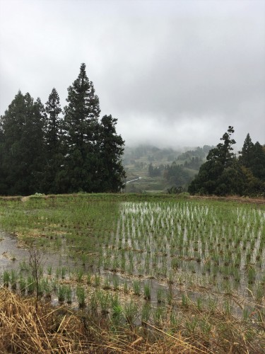 Yamakoshi, écotourisme, rizière, agriculture, Japon