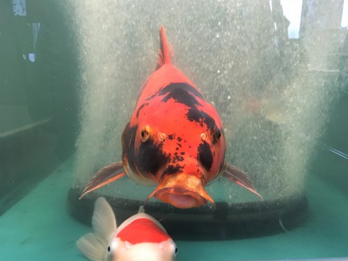 Yamakoshi, écotourisme, agriculture, Japon, Niigata, carpes, koï