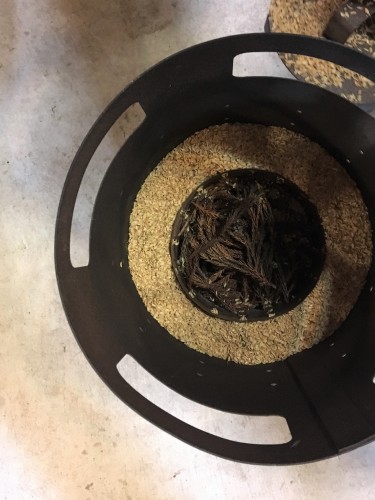 Yamakoshi, écotourisme, agriculture, Japon, Niigata