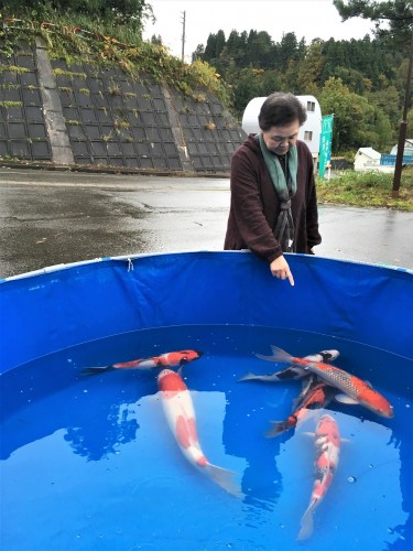 Yamakoshi, écotourisme, agriculture, Japon, Niigata, carpes, koï