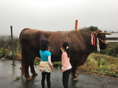 Yamakoshi, écotourisme, agriculture, Japon, Niigata, taureau, culte