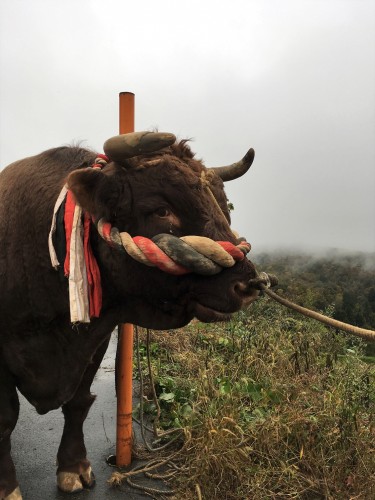 Yamakoshi, écotourisme, agriculture, Japon, Niigata, taureau, culte