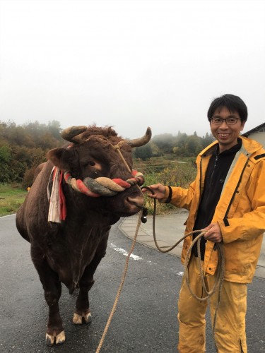 Yamakoshi, écotourisme, agriculture, Japon, Niigata, taureau, culte