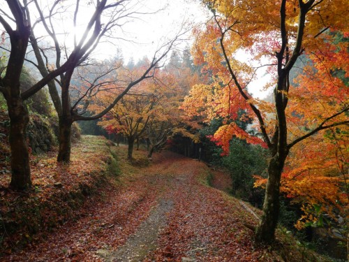 Satoyama, campagne japonaise, Uchiko, Shikoku, Ehime, Ishidatami