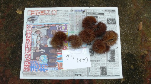 Kawashima Textile School, Kyoto, Tissu, Japon, Couleurs d'automne, teinture