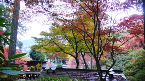 Temple Daikozenji, azalées, momiji, saga, kyushu