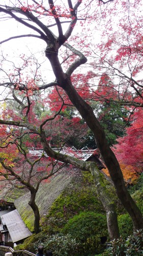 Temple Daikozenji, azalées, momiji, saga, kyushu