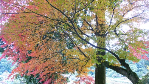 Temple Daikozenji, azalées, momiji, saga, kyushu