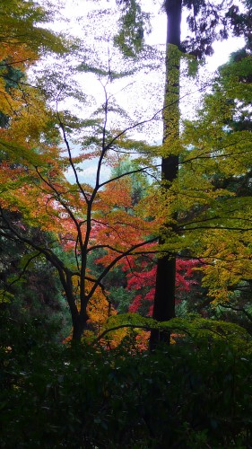 Temple Daikozenji, azalées, momiji, saga, kyushu