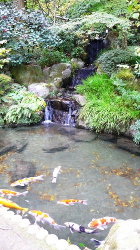 Temple Daikozenji, azalées, momiji, saga, kyushu, carpes Koï