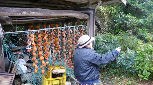 Noka minshuku, séjour à la ferme, Kitsuki, Oita, Kaki