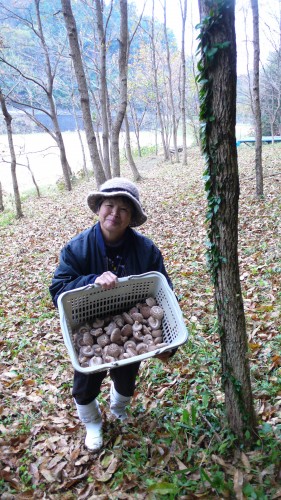 Noka minshuku, séjour à la ferme, Kitsuki, Oita, Shiitake