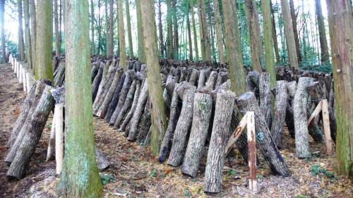 Noka minshuku, séjour à la ferme, Kitsuki, Oita, Shiitake