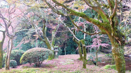 Découverte automnale du jardin de Kunenan, Saga, Kyushu, Japon.