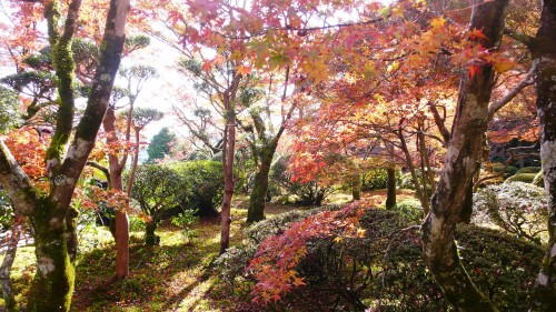 Découverte automnale du jardin de Kunenan, Saga, Kyushu, Japon.