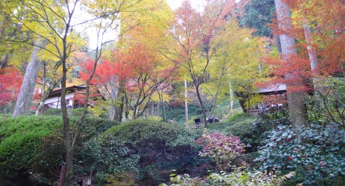 Temple Daikozenji, azalées, momiji, saga, kyushu