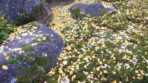 Temple Daikozenji, azalées, momiji, saga, kyushu, gingko