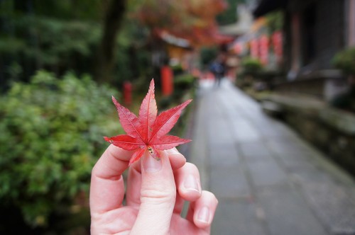 Chikubu-shima, Hikone, île sacrée, lac Biwa, Shiga, Momiji