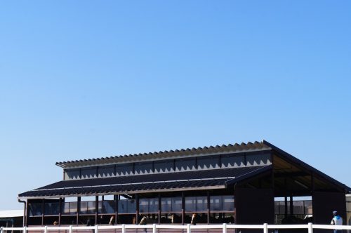 Randonner à cheval dans l'immense caldeira du mont Aso, Kumamoto, Kyushu, Japon.