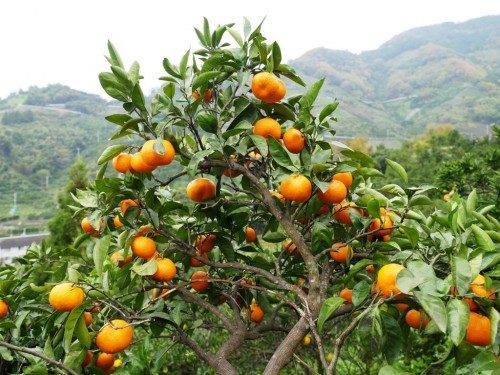 Les mikan : les mandarines japonaises