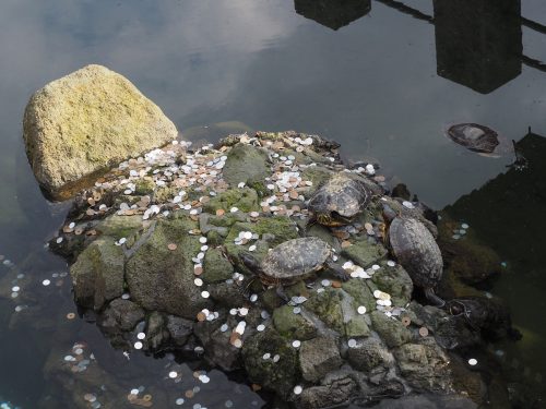 Narita-san, temple, Japon, aéroport de Narita, Keisei