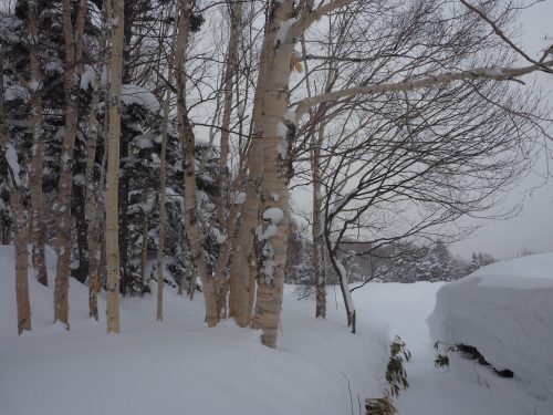 Shiga Kogen, Nagano, Station de ski, Japon, neige