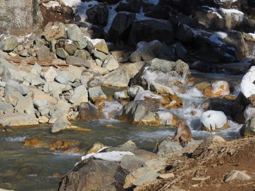 Snow Monkey Park, Macaques japonais, Nagano, Onsen