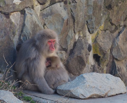 Snow Monkey Park, Macaques japonais, Nagano, Onsen