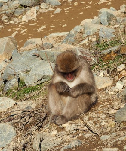 Snow Monkey Park, Macaques japonais, Nagano, Onsen