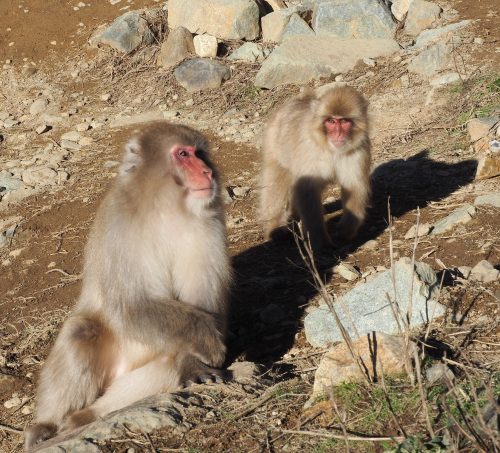 Snow Monkey Park, Macaques japonais, Nagano, Onsen