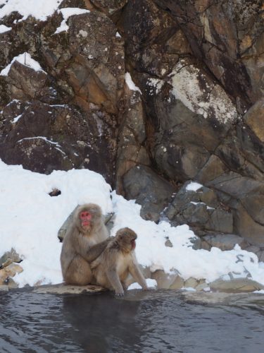 Snow Monkey Park, Macaques japonais, Nagano, Onsen