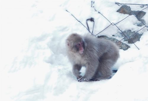 Snow Monkey Park, Macaques japonais, Nagano, Onsen