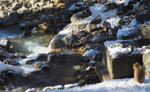 Snow Monkey Park, Macaques japonais, Nagano, Onsen