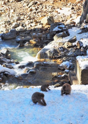 Snow Monkey Park, Macaques japonais, Nagano, Onsen