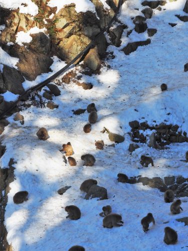 Snow Monkey Park, Macaques japonais, Nagano, Onsen