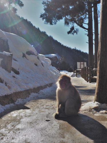 Snow Monkey Park, Macaques japonais, Nagano, Onsen
