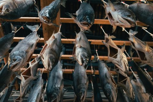 Murakami en hiver, Niigata, neige, saumon