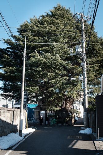 Test, Wifi gratuit de Tokyo, Connexion internet, Tokyo Wi-Fi, Cèdre de l'Himalaya