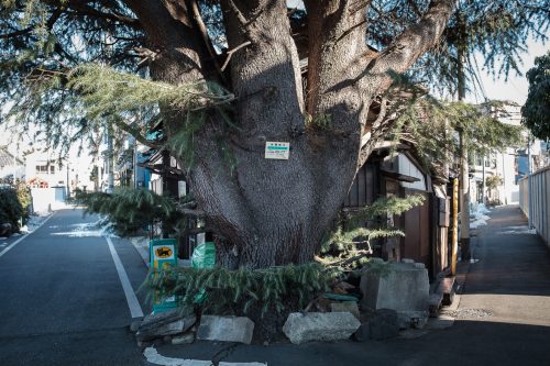 Test, Wifi gratuit de Tokyo, Connexion internet, Tokyo Wi-Fi, Cèdre de l'Himalaya