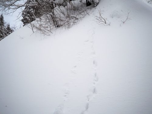 Yamakoshi, lapin, raquettes