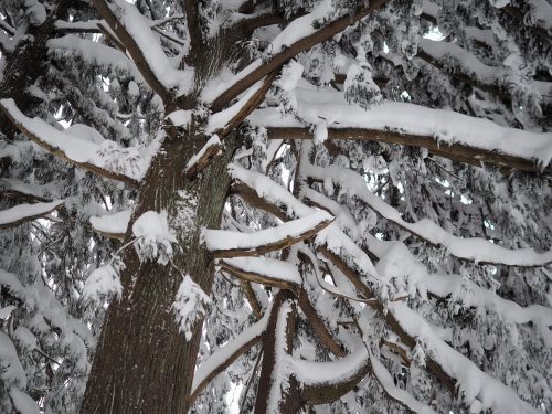 Koshi Kogen,Yamakoshi,Ski,Raquettes,Niigata