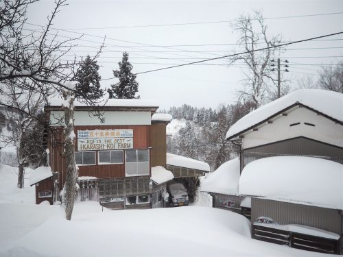 Neige à Yamakoshi,Niigata,Satoyama,Cycle de l'eau,Japon